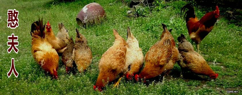 湖北远安云台观《憨夫人》土鸡 在武汉市场销售一空